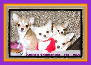 chihuahua pups at anikas JACQUIBETH