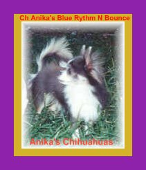 anika's chihuahuas anika-chihuahuas blue tri chihuahua long coat champion chihuahua dog