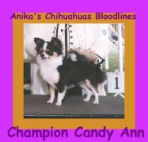 ch-anikas-felicity-candy-ann-l, anika-chihuahuas, images for chihuahuas,chihuahua-image-results,images for anika-chihuahuas